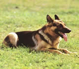Adestramento de cães em Mairiporã